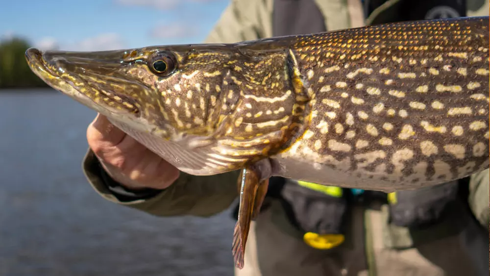 Northern pike held by angler at lakeside