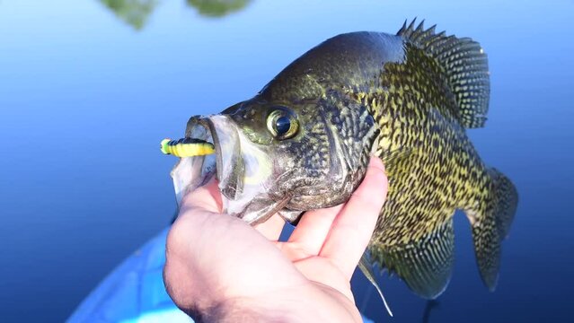 Crappie caught from brush pile