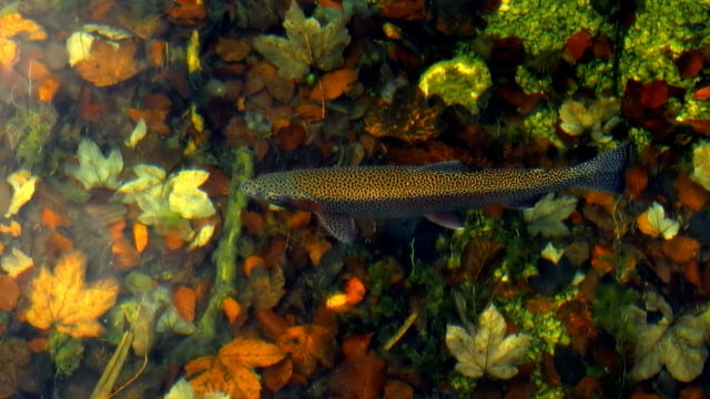 Angler reading river water before casting