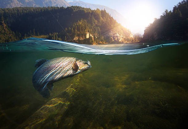 Spring bass fishing scene on a southern lake