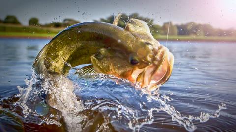 Bass deep below surface during summer