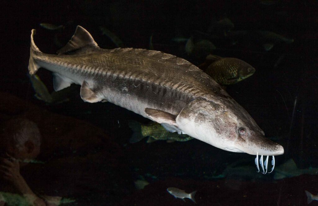 Variety of American gamefish