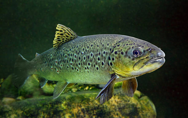Wild rainbow trout held above a clear mountain stream